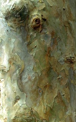 #bark #tree #arvore #casca
Bark detail of Guava tree
The trees of my journeys - III
Poem by Pedro Veludo
Translation by Jorge Veludo
Your body, exhaling the scent of earth,
holds back my steps. What could
have made that branch grow
so straight towards the spring, and
that other one describe
so many and so capricious curves?
What could have made your trunk
so tender to the touch and smooth
to sit on? I resume my steps slowly,
but, a little further, stop and look
again; what could have detained me,
impelled me to touch you and
... write these things?
Detalhe de casca de Goiabeira
As árvores do meu caminho - III
Poema de Pedro Veludo
Teu corpo, com cheiro de terra,
detém o meu passo. O que terá
feito aquela ramada crescer tão
direita em direção à nascente e
aquela outra descrever tantas e
tão caprichosas curvas? O que
terá feito o teu tronco tão terno
de tocar e macio de sentar?
Retomo devagar o passo, mas,
um pouco adiante, paro e
olho-te de novo; e o que me
terá detido, me feito te tocar e
... escrever estas coisas?