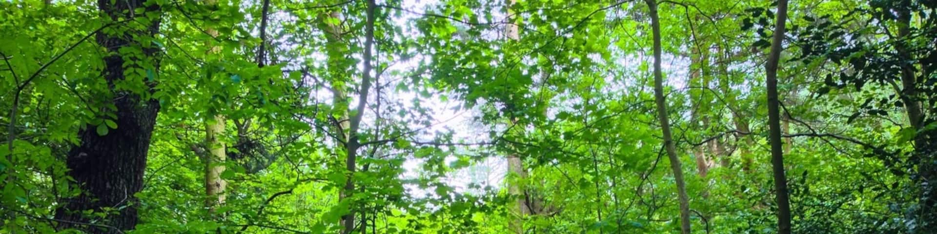 In the South West of Sheffield, Ecclesall Wood is a nice, peaceful spot for a walk.
There are plenty of different routes that you can take around the area, and with a network of rivers running through it, it makes a nice change of pace from the city.