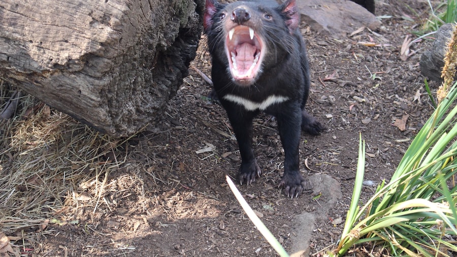 Bonorong Wildlife Sanctuary