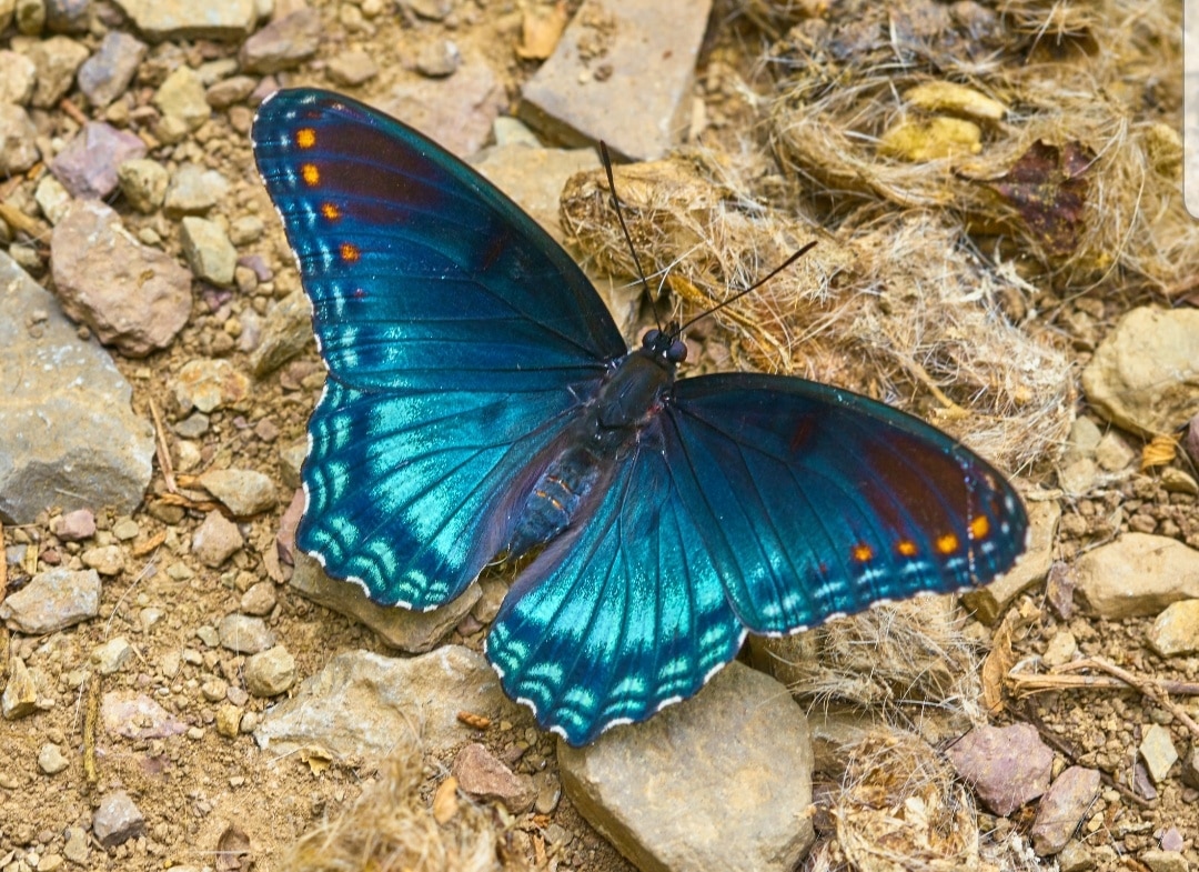 Beautiful butterfly find