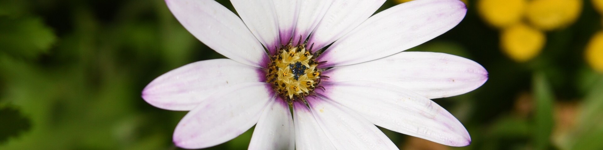 因佛力士公園, 愛丁堡, 蘇格蘭, 英國