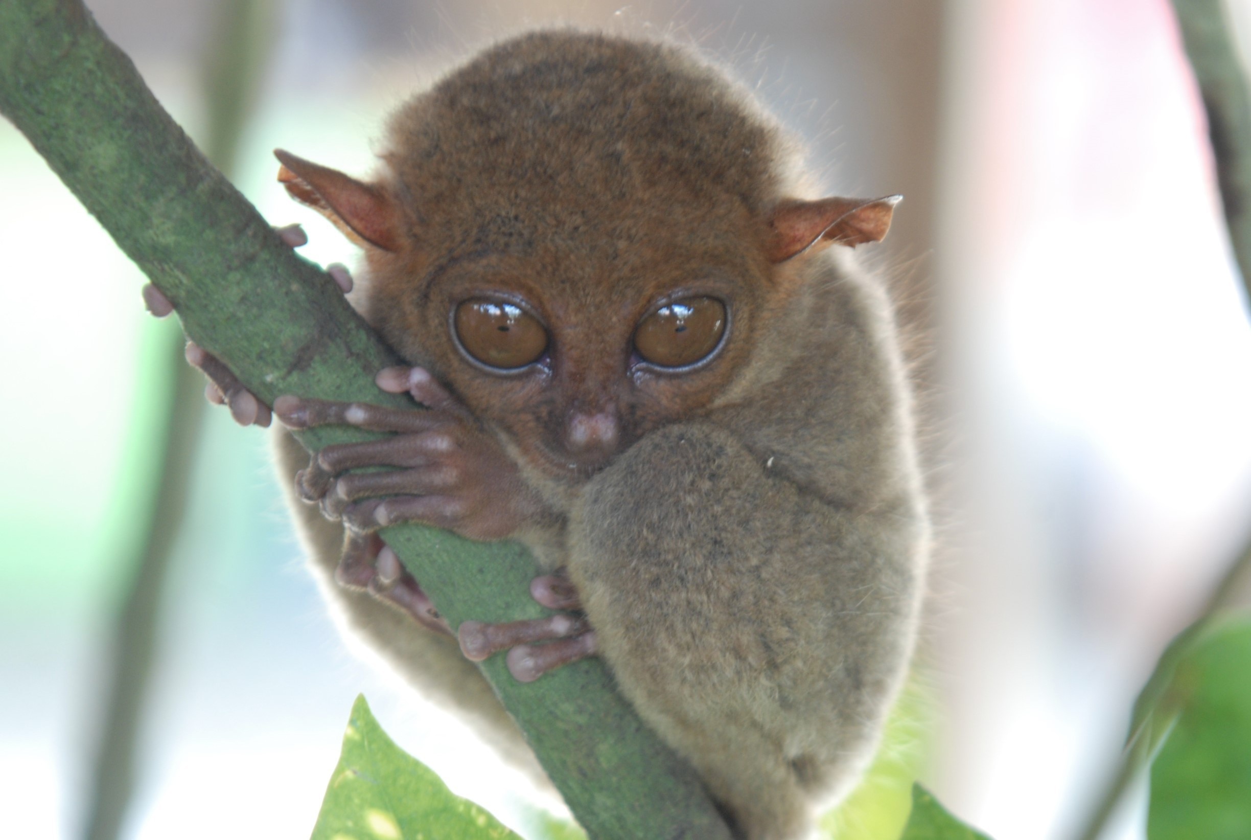 The Philippine tarsier is the smallest primate in the world. This one only looks big because I used a zoom lens but he's actually only as big as my fist. Doesn't he remind you of Yoda from Star Wars?
