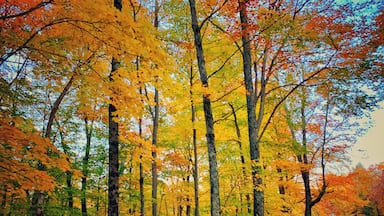 #autumn #fallfoliage #nature #leafpeeping