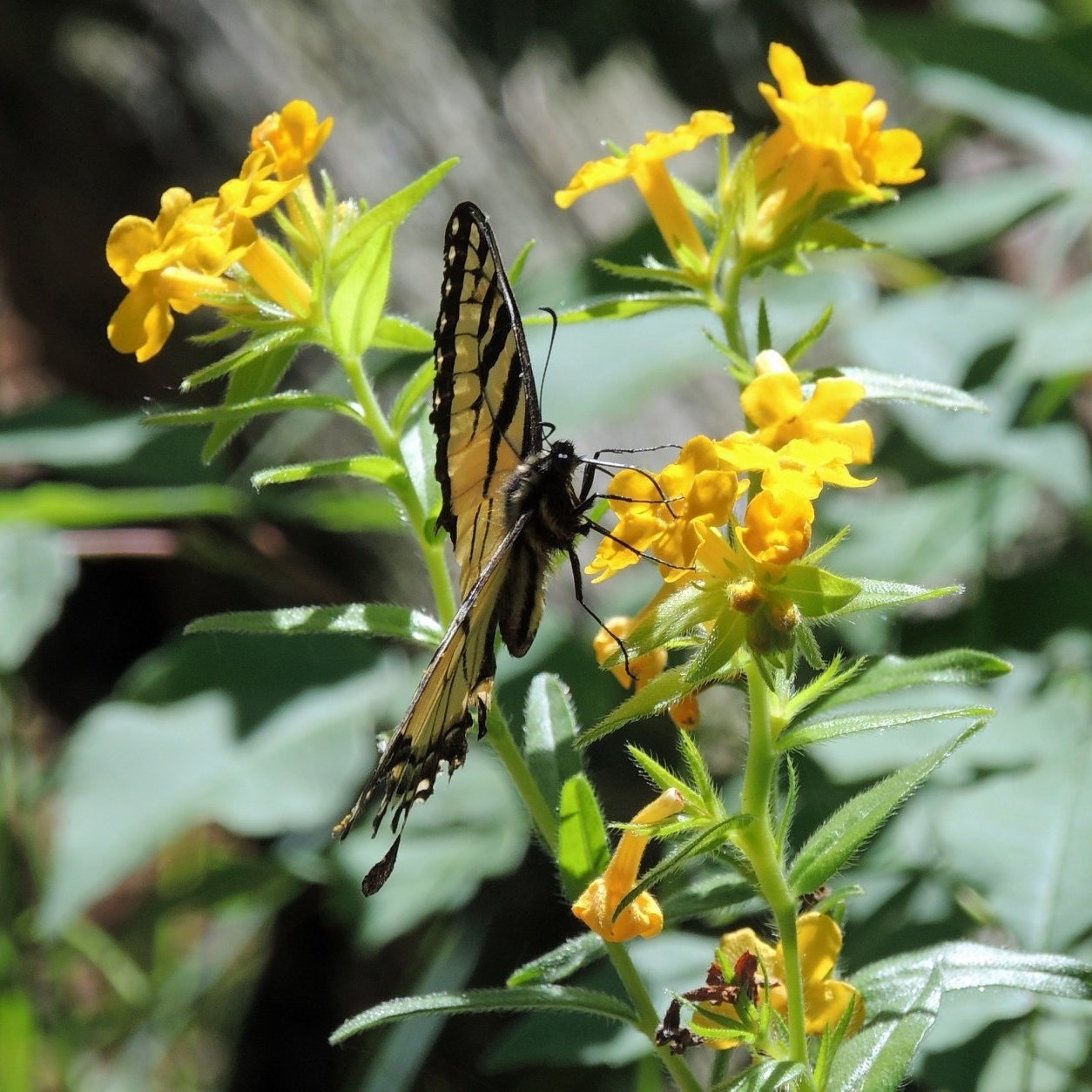 When hiking along the park trails, you don't have to go far to discover nature at work. Just like this butterfly taking the time to check out these vibrant flowers. 