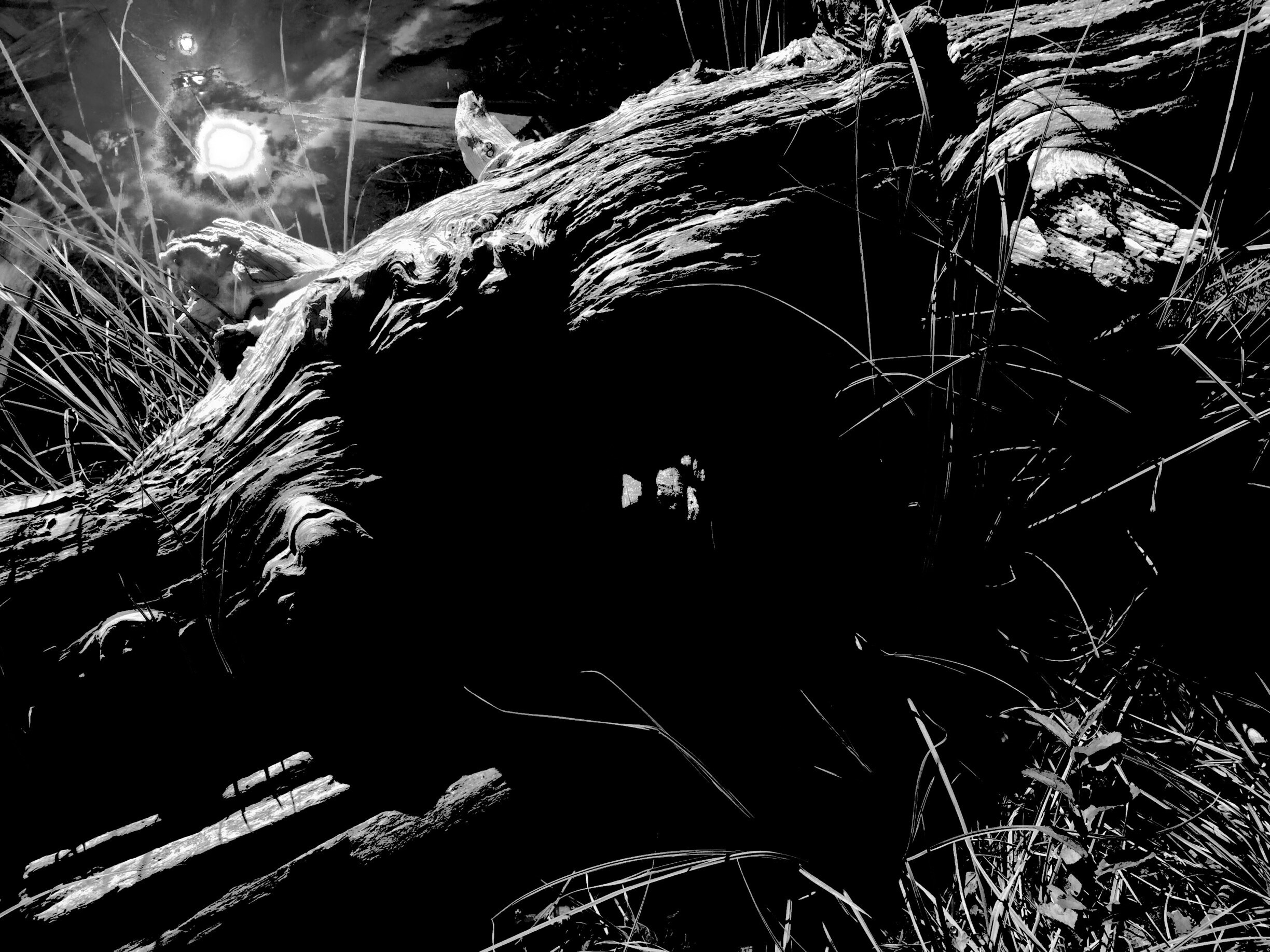 Photo by Charles Arcudi