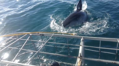 #AquaTrove

Cage Diving South Africa. 