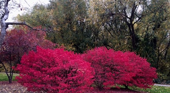 These "great balls of fire"  are along  the Boise River greenbelt.  The Boise River Greenbelt is about 25 miles long and has great colors throughout the fall. 