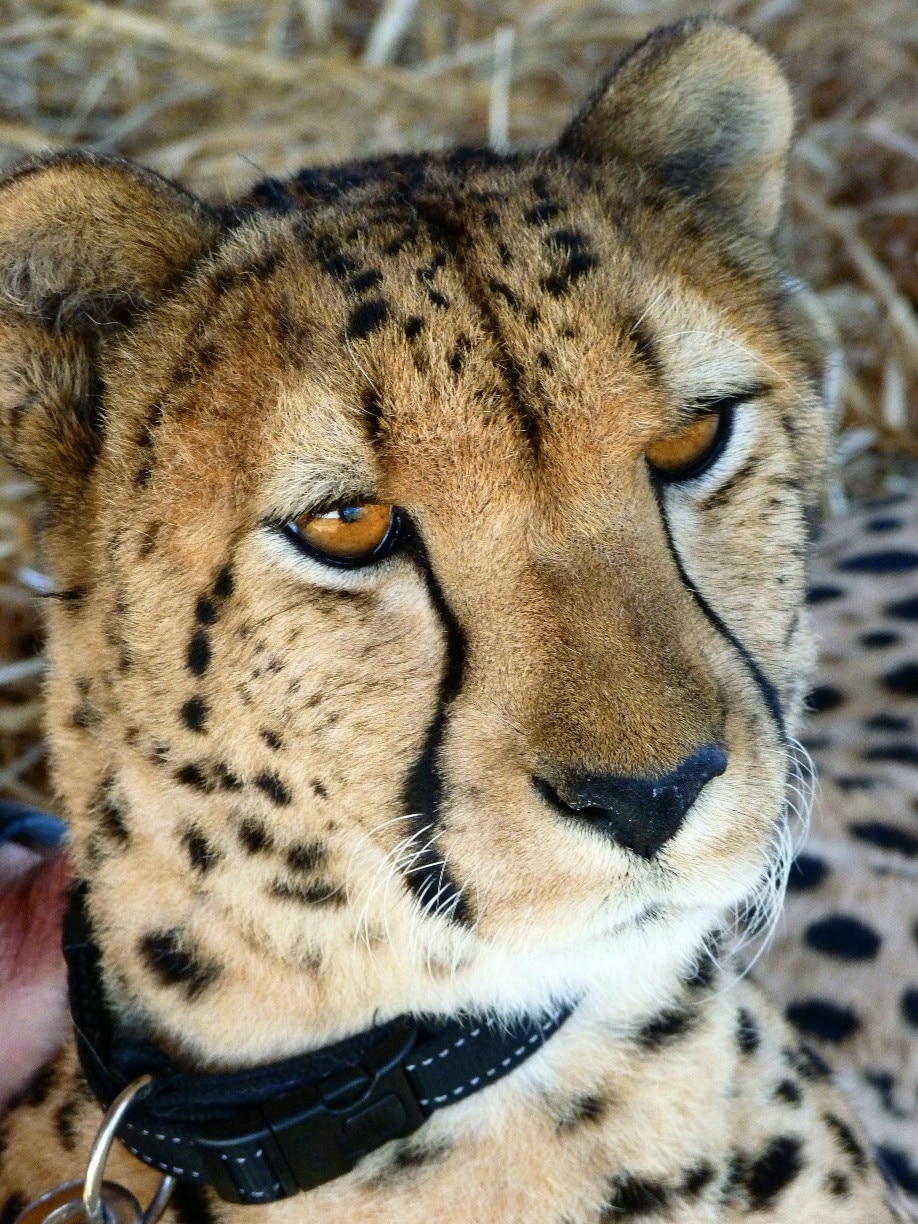 Did you know that, unlike many of the big cats, cheetahs purr?  You can get up close and hear this one rumble at the Cheetah Outreach Project (part of the Cheetah Conservation Fund) just outside Cape Town.  Cheetahs are Africa's most endangered big cat.