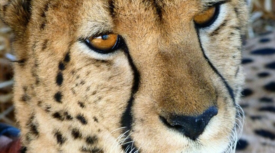 Khu bảo tồn Cheetah Outreach, Cape Town, Western Cape (tỉnh), Nam Phi