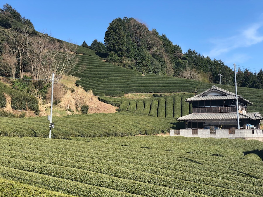 Tea plantation