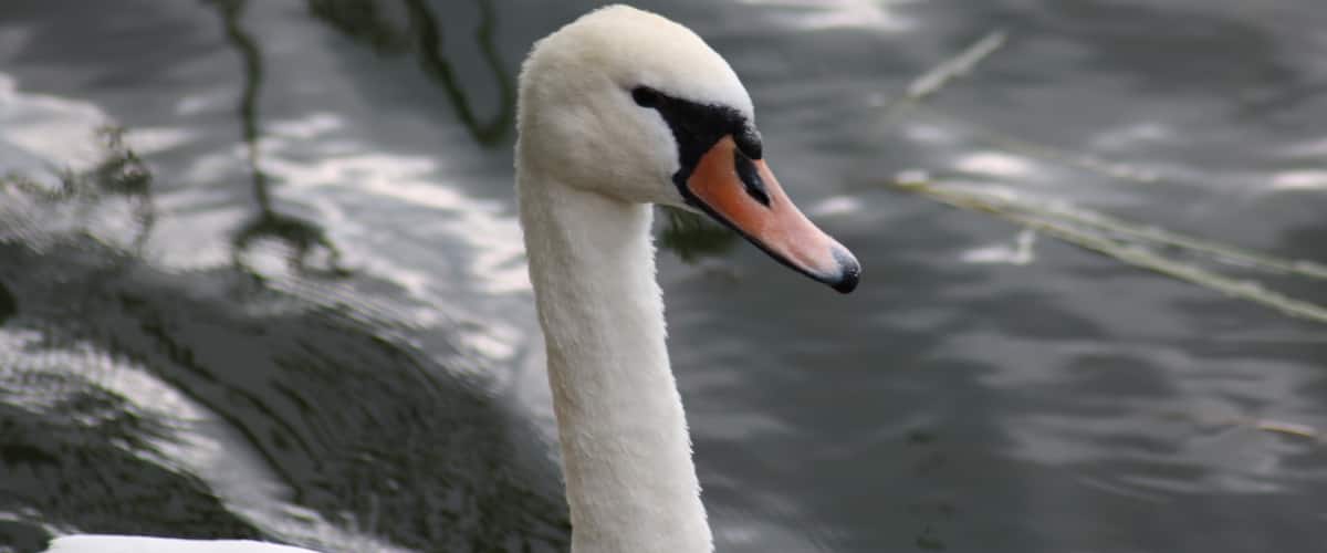 #swan