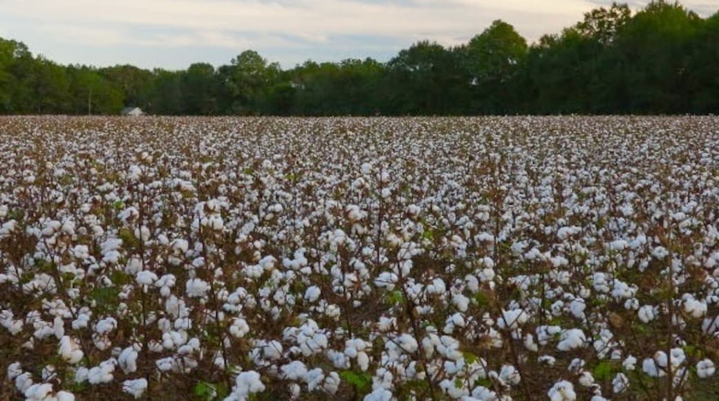 Foto van Thomas Steventon