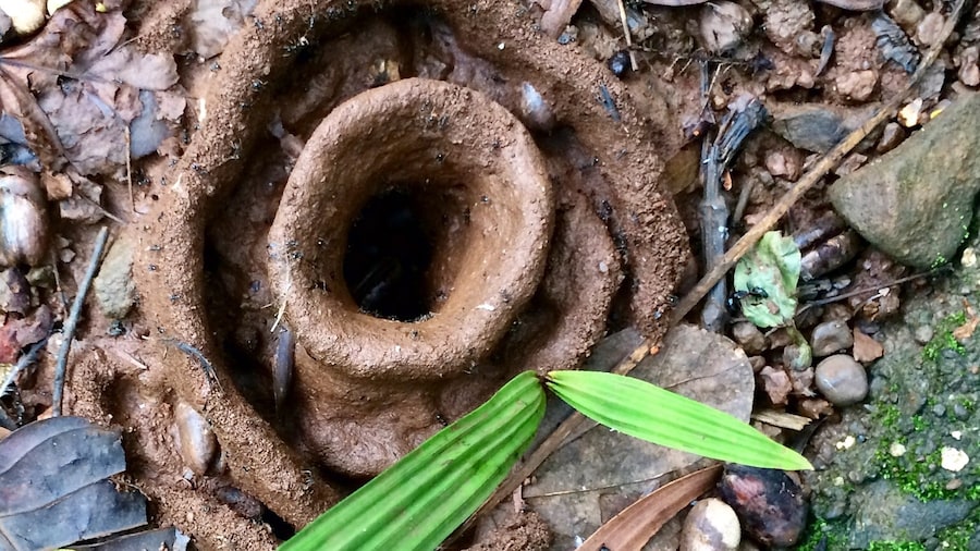 Anthill found in numerous sizes. Wet floor and mud in rains make them to created home for the ants to survive. The wet mud is divine for these ants.
All in nature. All green All Eco tourism. Go green
