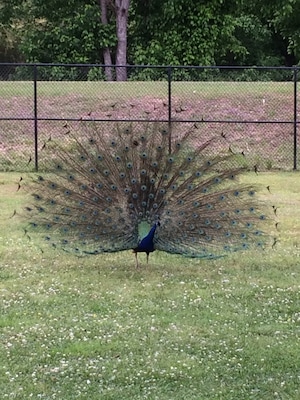 Glories abound.