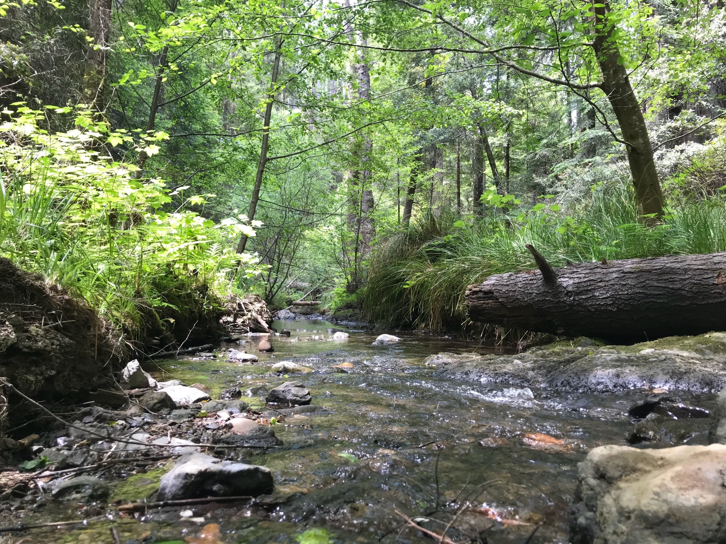 The Fern Canyon Trail in Van Damme State Park did not disappoint. It winds through a dense fern-filled forest along “Little River”. If you’re looking for a secluded trail to enjoy the fresh air and nature sounds, this is the place to be. 