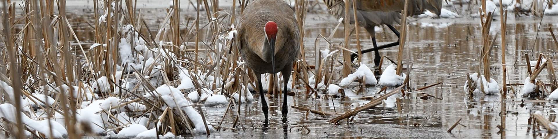 A pair of sandhill cranes feeding in the wetland at Volo Bog. You have to stay on the boardwalk here which does not have handrails and runs through the heart of the bog. If you did fall off you would forever be a a part of the wetland.