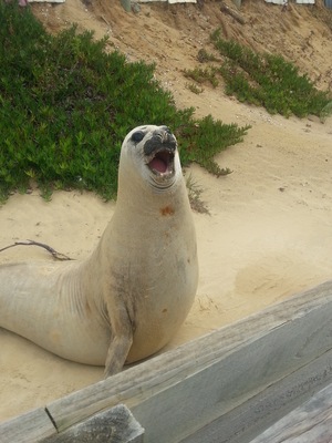 Slappy the seal visits sea spray beach most years. He has become somewhat of a celebrity as he hangs around the surf life saving club
#wyldfamilytravel, #seaspray, #australia