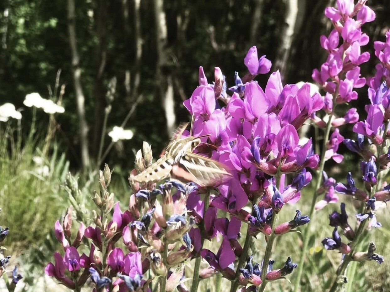 Frisco Adventure Park, Frisco Vacation Rentals house rentals & more Vrbo