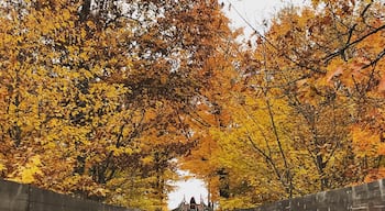 Beautiful fall colors in northern Minnesota.