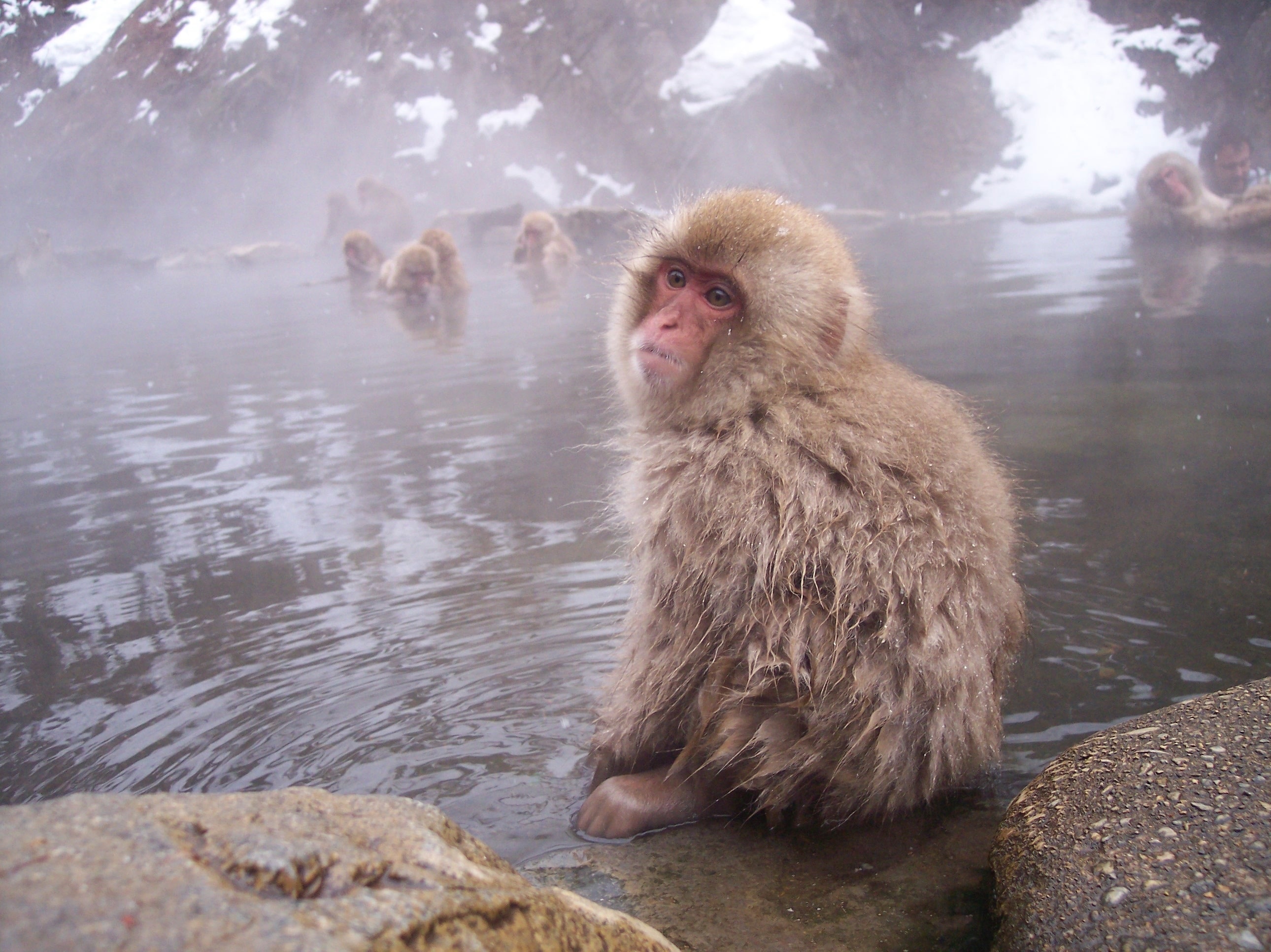 Visit Yamanouchi 2021 Travel Guide for Yamanouchi, Nagano Expedia