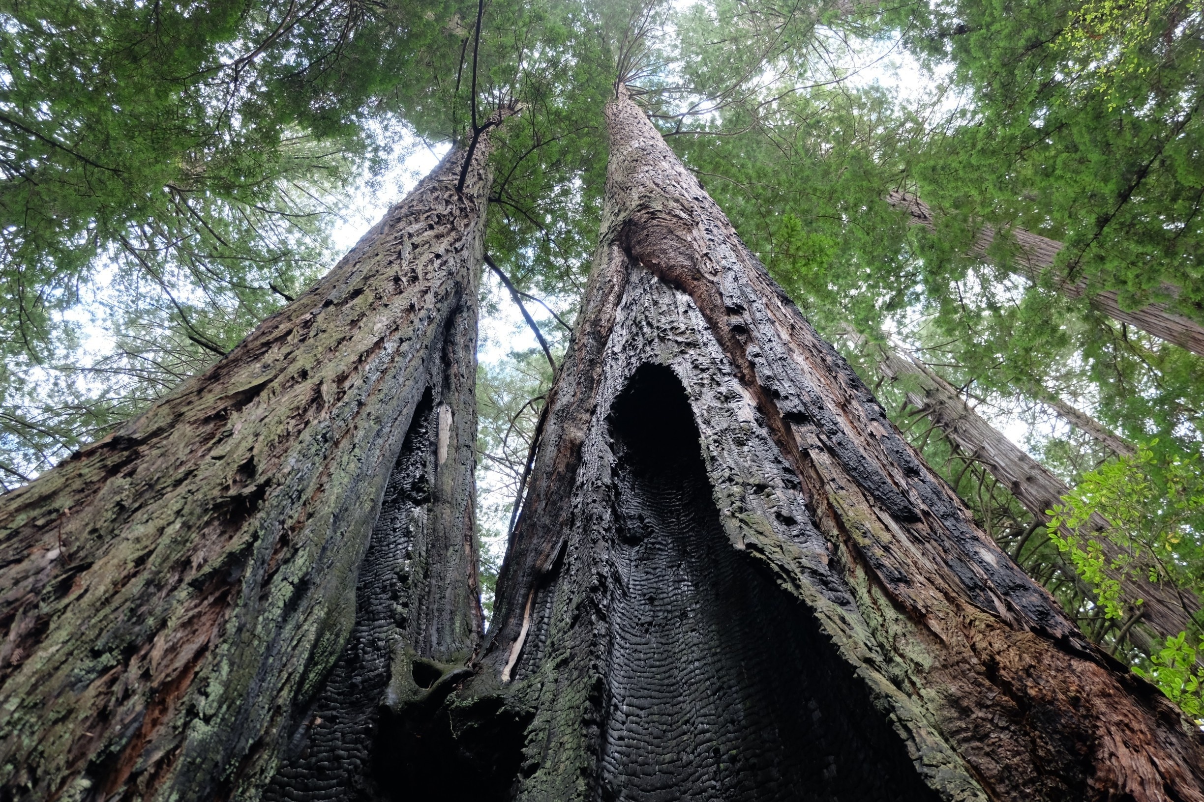 Evidence of fires past in this stand of redwoods in Jedidiah Smith State Park.