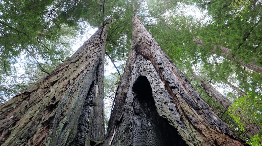 Jedediah Smith Redwoods State Park, Crescent City, California, Amerika Serikat