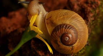 This is amazing ..you don't normally think of snails in this way. In the pic the snail is tugging the petals of a flower and chomping them with a power that will Amaze you. It felt like I almost could hear the chomp chomp !!!!

Apparently snails have teeth as well. 
