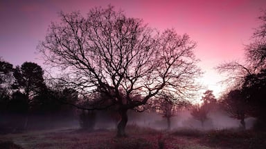 Foggy sunset over the heath at Burnham Beeches NNR, Buckinghamshire. #bvs100k