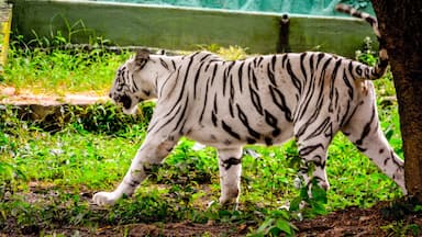 Nandankanan Zoological Park is a 400-hectare (990-acre) zoo and botanical garden in Bhubaneswar, Odisha, India. Established in 1960, it was opened to the public in 1979 and became the first zoo in India to join World Association of Zoos and Aquariums (WAZA) in 2009. It also contains a botanical garden and part of it has been declared a sanctuary. Nandankanan, literally meaning The Garden of Heaven,[1] is located near the capital city, Bhubaneswar, in the environs of the Chandaka forest, and includes the 134-acre (54 ha) Kanjia lake.

A major upgrade was done in 2000 (after the damage caused by the super-cyclone of 1999 in coastal Odisha). More than 3.3 million visitors visit Nandankanan every year.