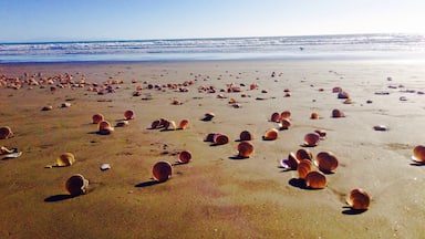 Summer in Paekakariki Beach, Wellington, New Zealand. #BestOf5