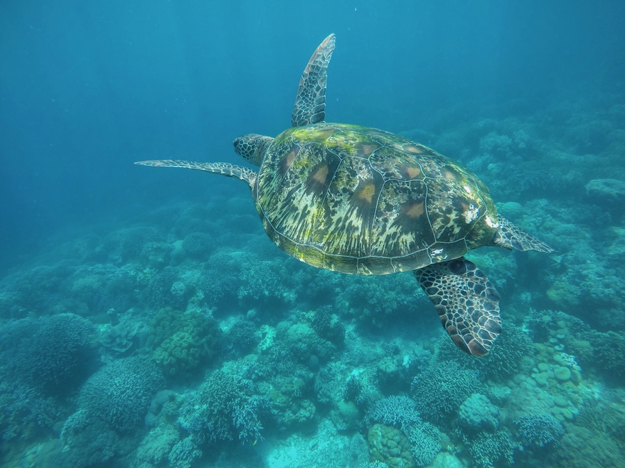 Apo Island is a mere 1 hour boat ride away from Dauin in Negros, Philippines. A popular spot for divers and snorkelers for the abundance if sea turtles in its deep blue 💙
#blue #travel #philippines #diving
