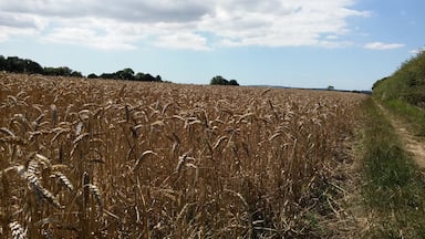 A crop of wheat.