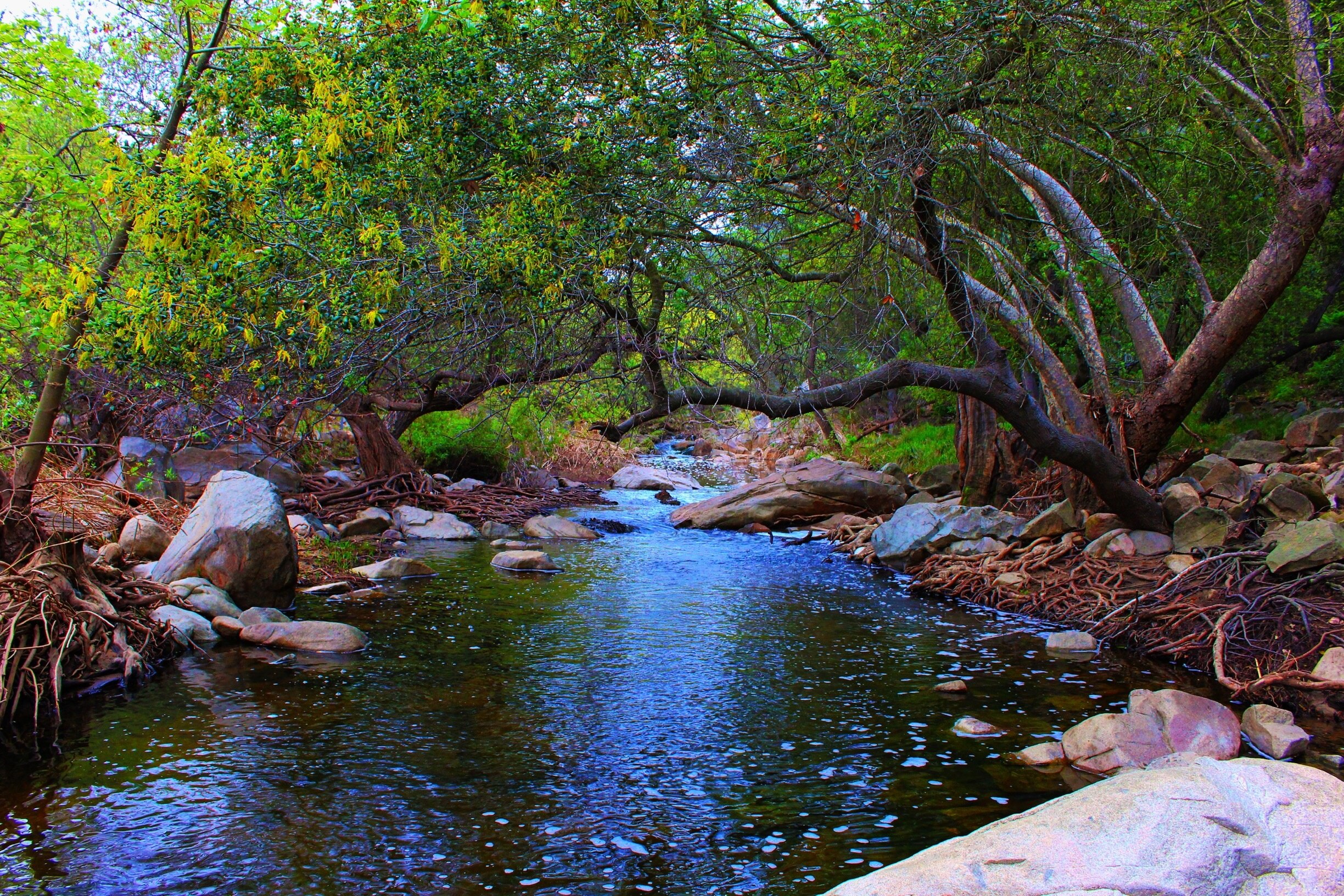 What Time Does Bank Of America Open In Escondido Ca At Doreen Witcher Blog