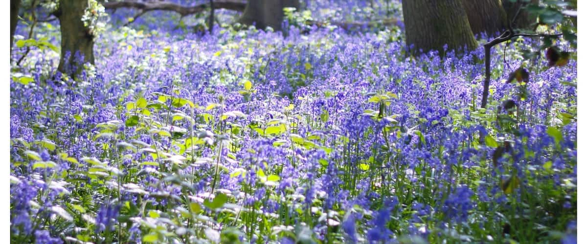 Best place in May for blue bells
