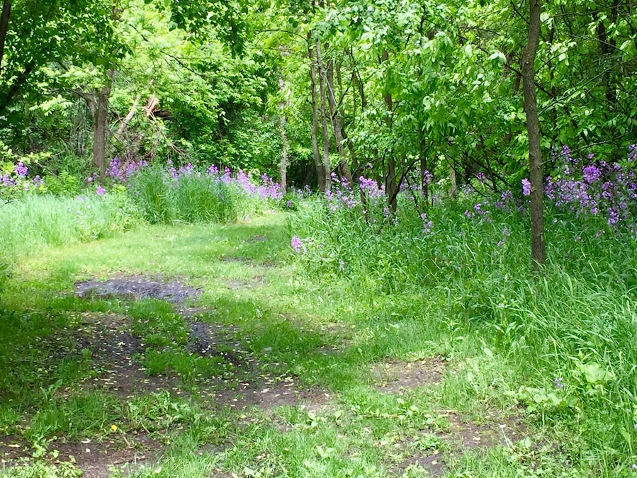 Nature trail