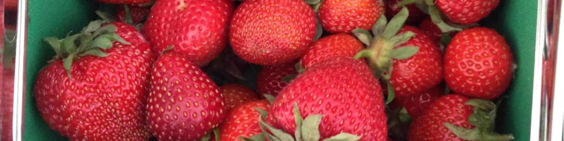 Gorgeous strawberries picked on a scorching hot day from strawberry picking fields in Leeds.