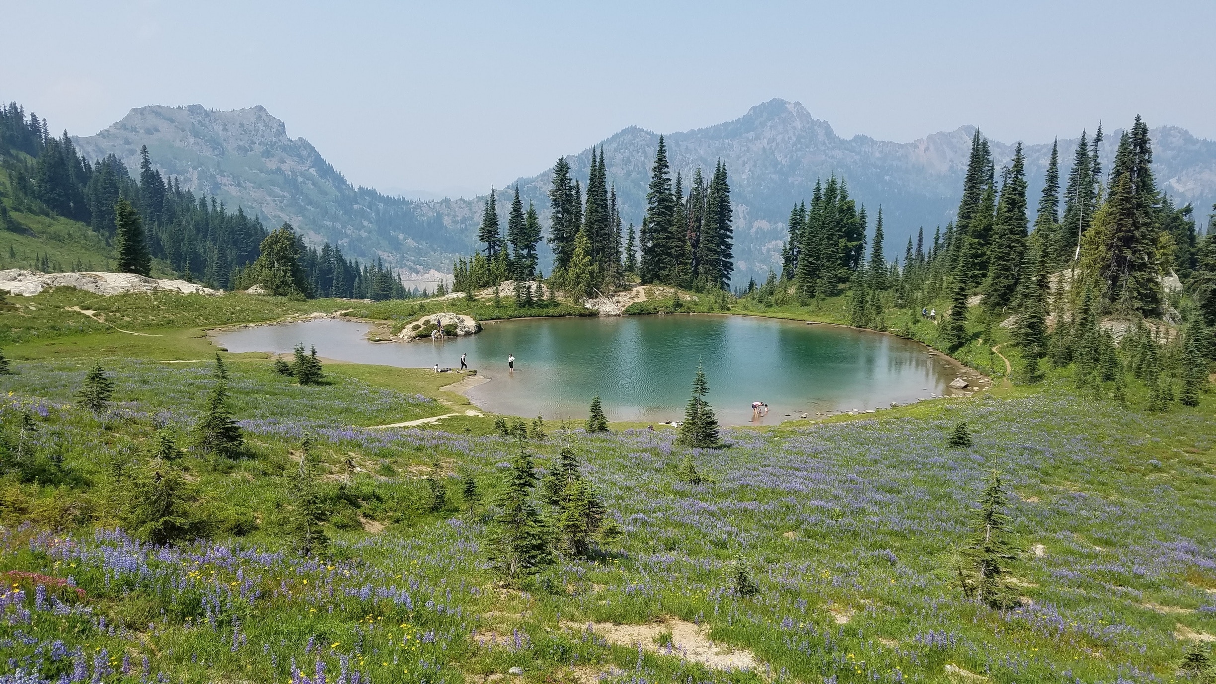A spectacular 2.8-mile loop past views of Dewey Lake and Tipsoo Lake...and this gem of a little lake with fields of lupine, paintbrush, and heather is bestvin late July and early August. Be prepared for biting bugs!
#MtRanier
