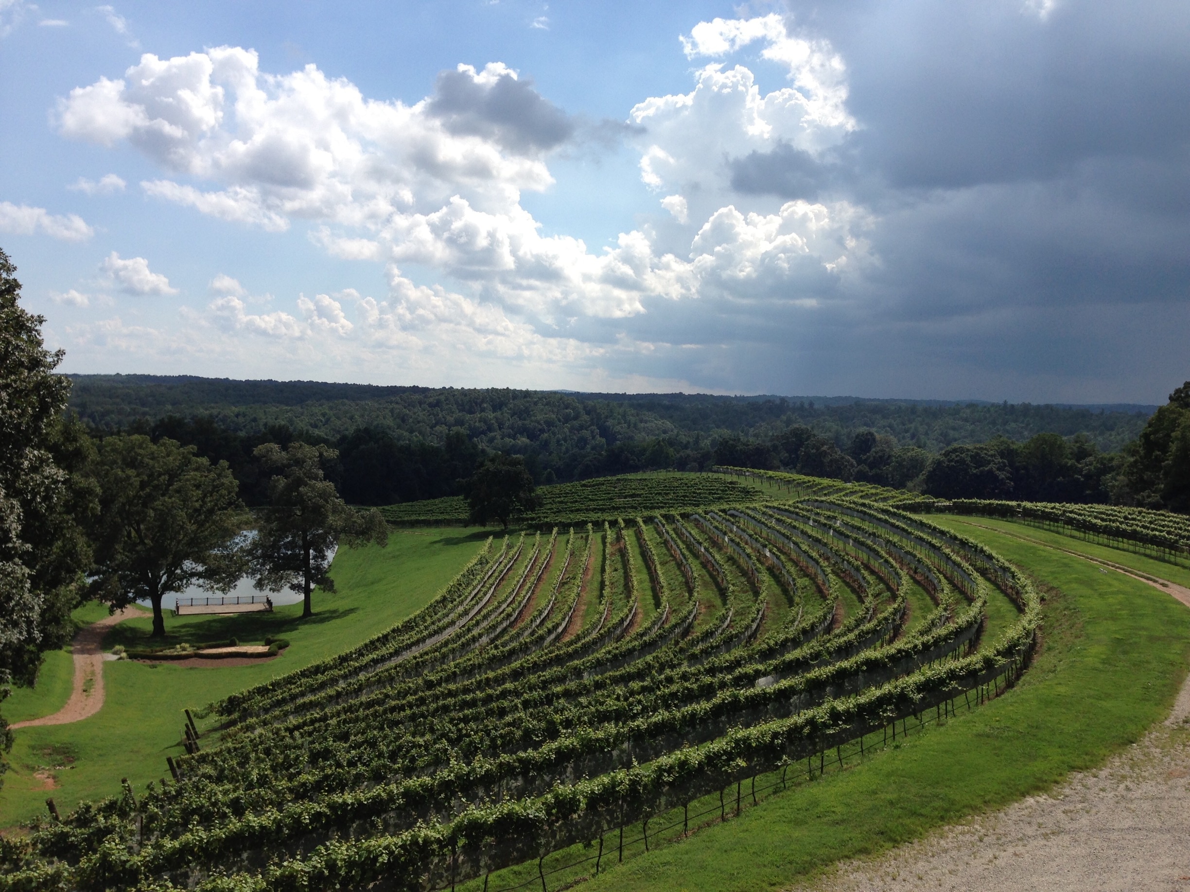 The local vineyards in Dahlonega. Great place to go taste wine and have a good time. #patterns