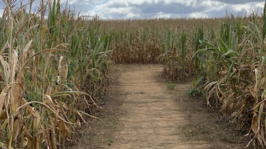 Super fun fall festival . Try the maize maze.