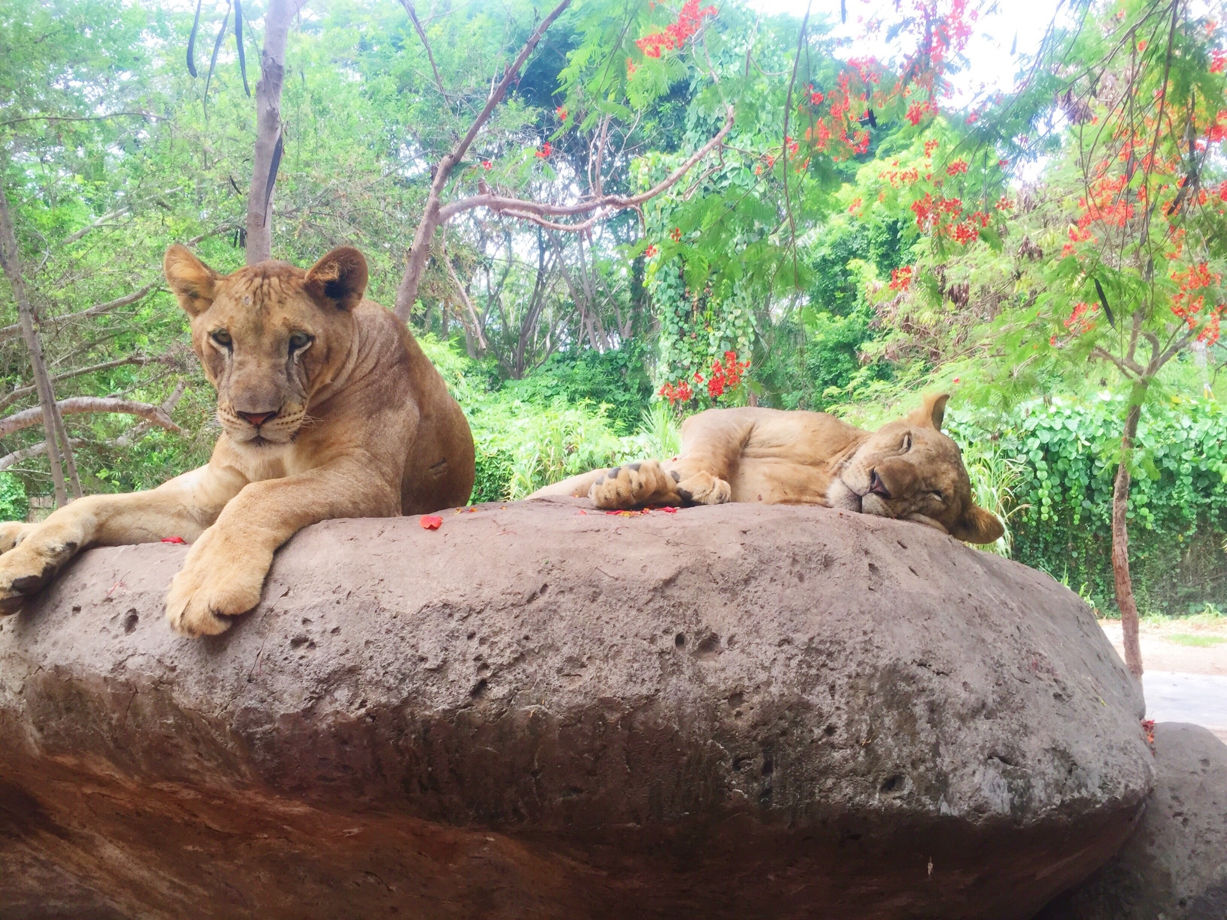 See lions up close in the safari tour at Bali Safari and Marine Park. Definitely one of the best zoo experiences I've had. 