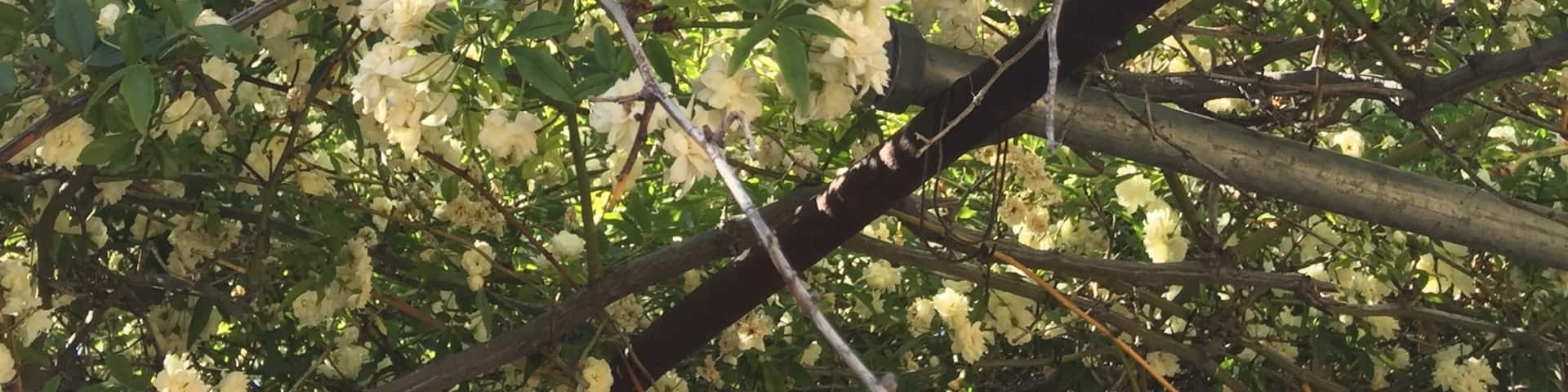 This 135 year old rose tree came to Tombstone from
 Scotland as a cutting. It blooms the first part of April and smells divine! Check out the Rose Tree Museum for a great peek into the past, then stroll through the Town Too Tough to Die. #green