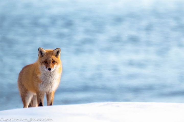 Something dreamy about this fox.#fox #winter #hokkaido #japan #animal #snow