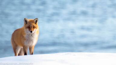 Something dreamy about this fox.#fox #winter #hokkaido #japan #animal #snow