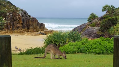 Little Bay in the beautiful little town of South West Rocks in NSW is a favourite hangout for the local kangaroos. A beautiful little beach and so much to see in the surrounding area. A must visit if you are in the area. 
