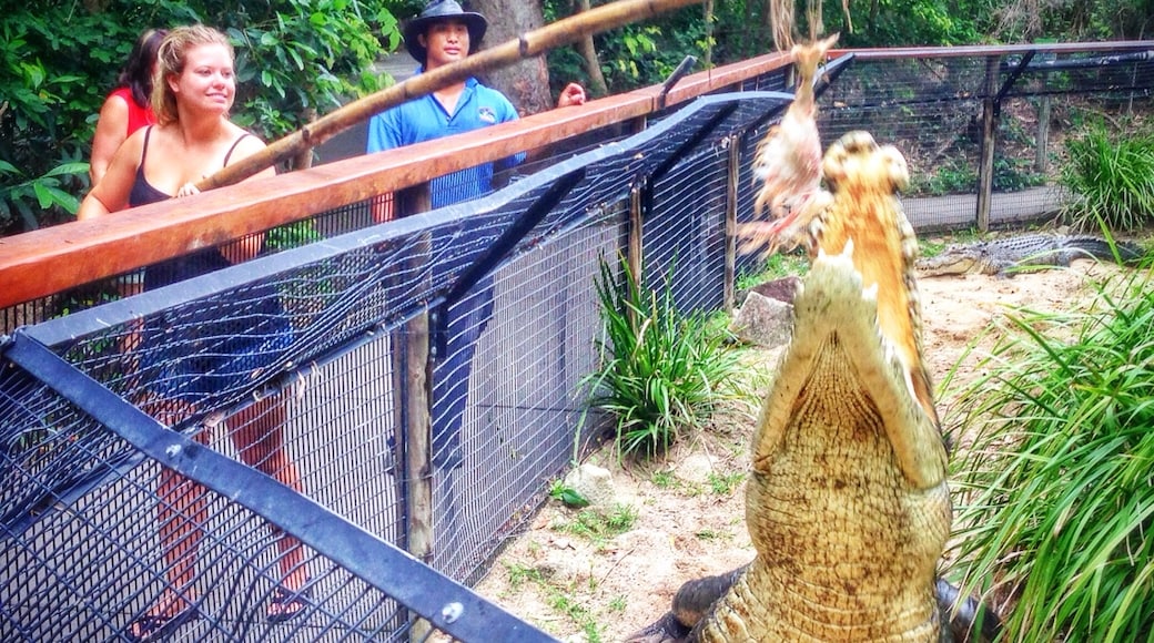 Hartley’s Crocodile Adventures krokodilpark, Wangetti, Queensland, Ausztrália