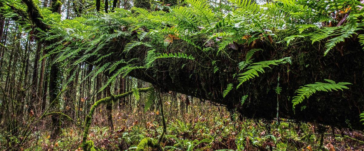 Ferns and wet logs, not the greatest material to work with.
But even from these lemons you can concoct a little lemonade.