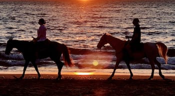 Sunset in Puerto Vallarta, Mexico. I looked up to see the horses and riders passing by on the beach as the sun was setting.  I don’t think I could have staged this shot any better!  PV is full of wonderful welcoming people, and I would recommend it to anyone looking for a warm place to get away