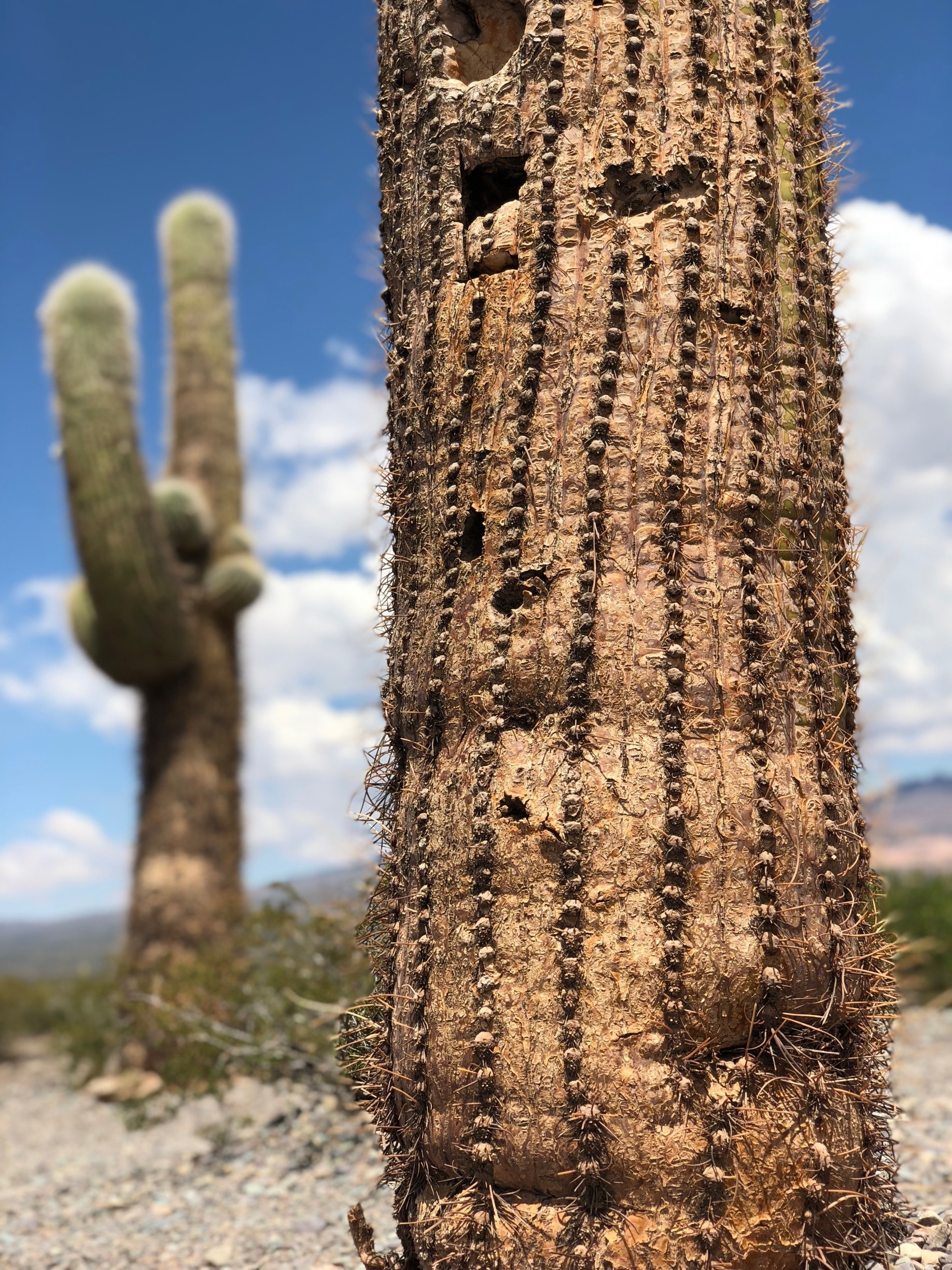 Huge cactuses can be found here