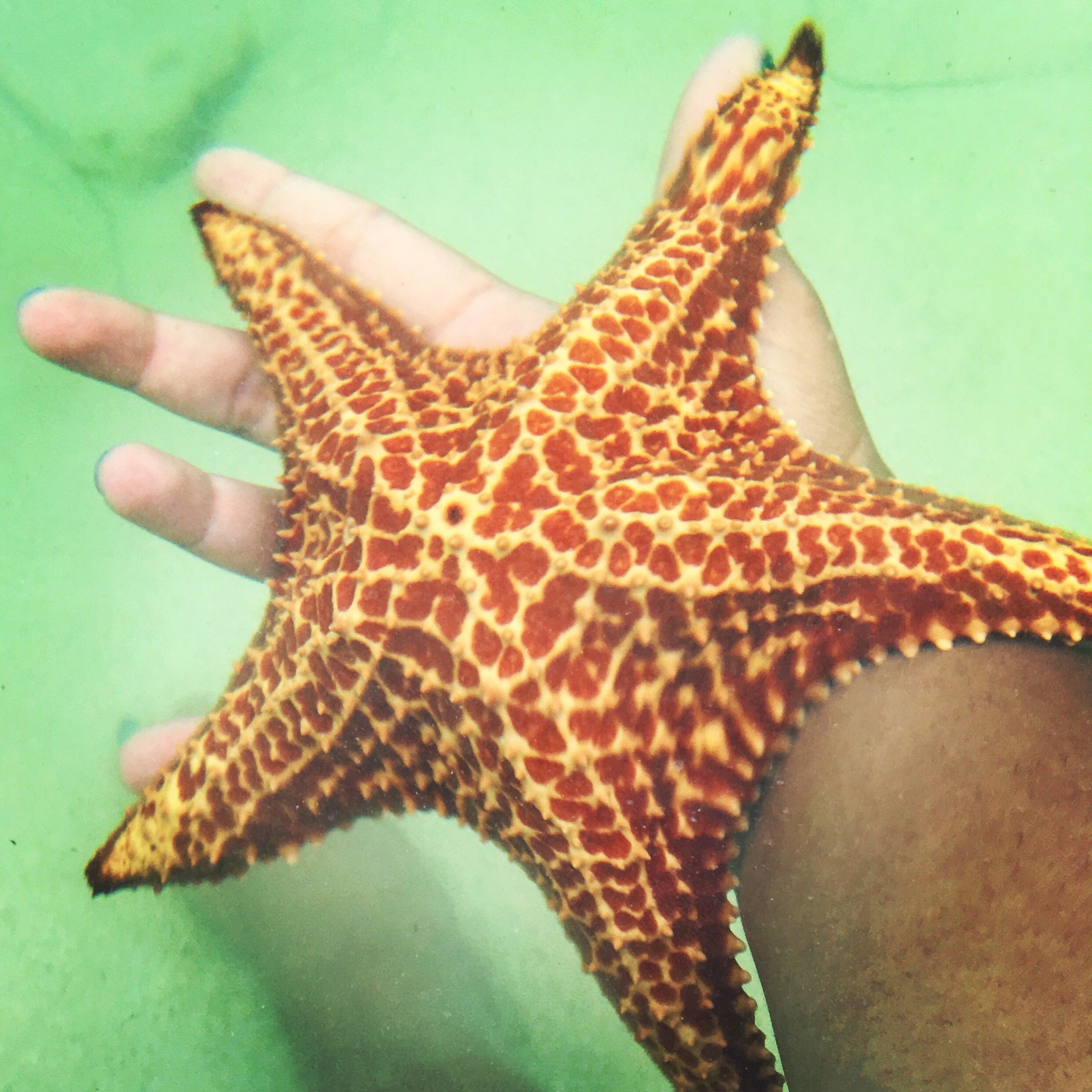 If you’ve ever wanted to touch starfish, go to Starfish Point in Grand Cayman. Always keep the starfish in water. Pick them up and flip them over but set them down gently right side up. #LifeAtExpedia #GrandCayman #Starfish #OceanLife