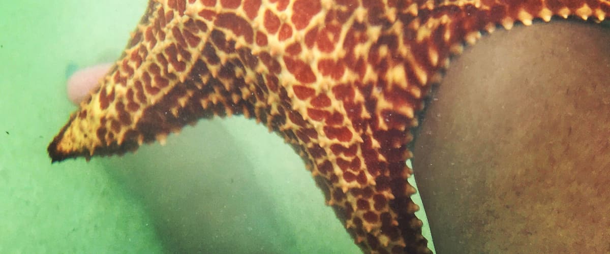 If you’ve ever wanted to touch starfish, go to Starfish Point in Grand Cayman. Always keep the starfish in water. Pick them up and flip them over but set them down gently right side up. #LifeAtExpedia #GrandCayman #Starfish #OceanLife